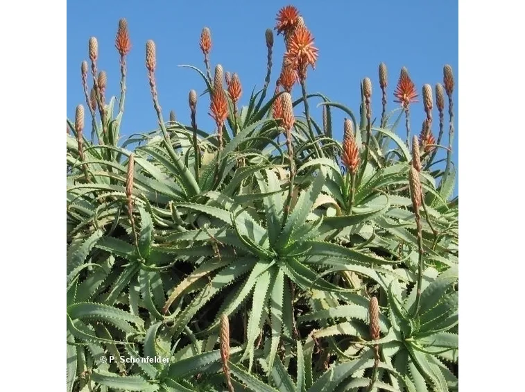 Coltivare l'aloe