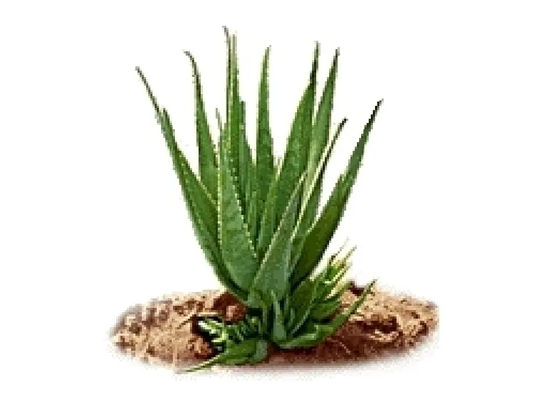 Aloe ferox