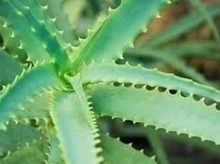 Propagare l’aloe