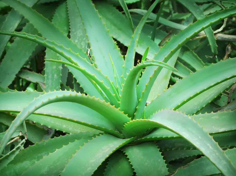 Domanda : aloe vera