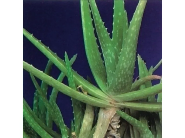 Domanda: Aloe Foglie piegate