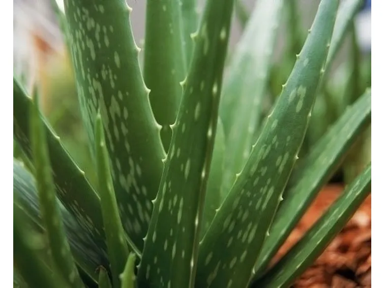 Specie di Aloe
vera
