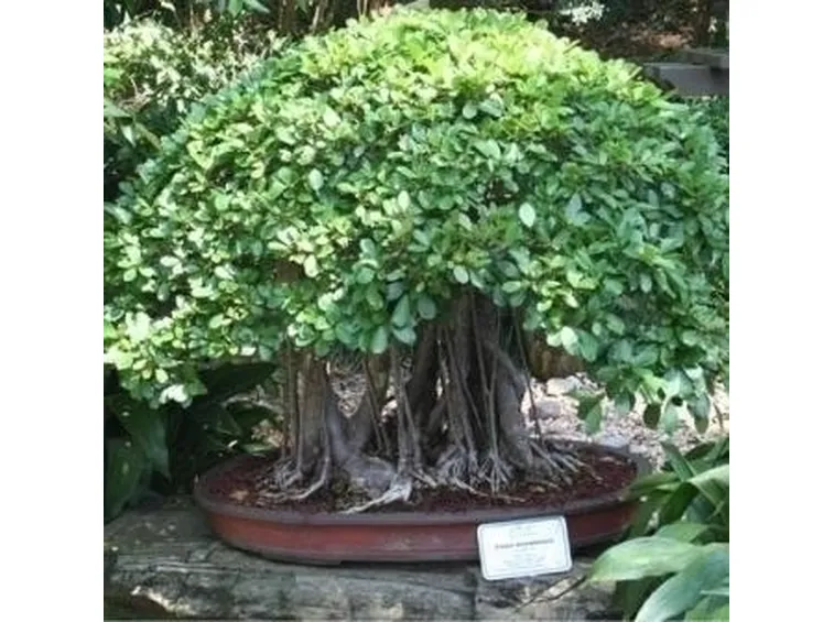 Caratteristiche generali del bonsai Ficus benjamin