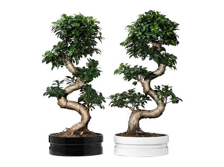 Risposta : bonsai ficus ginseng perde foglie