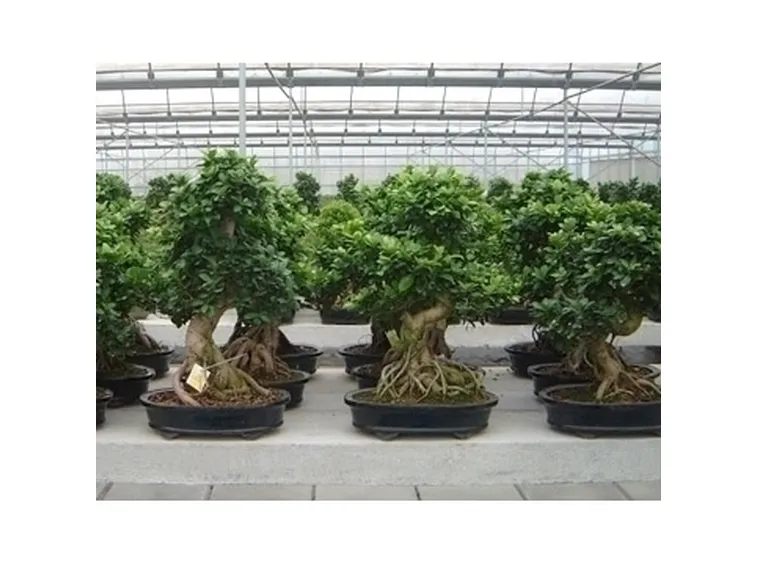 L'irrigazione del bonsai ficus