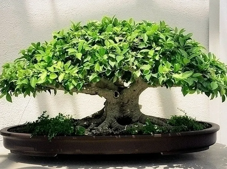 bonsai ficus-9
