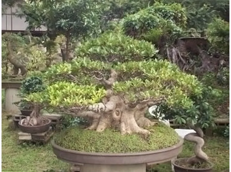 bonsai ficus-8