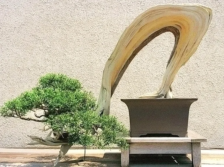 Risposta : bonsai ficus
