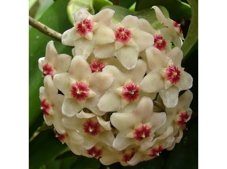 consegna fiori-1