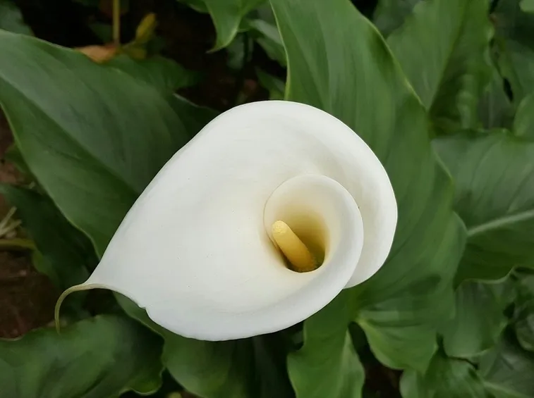 consegna fiori-3