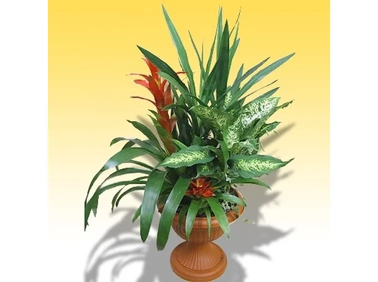 spedire fiori-3