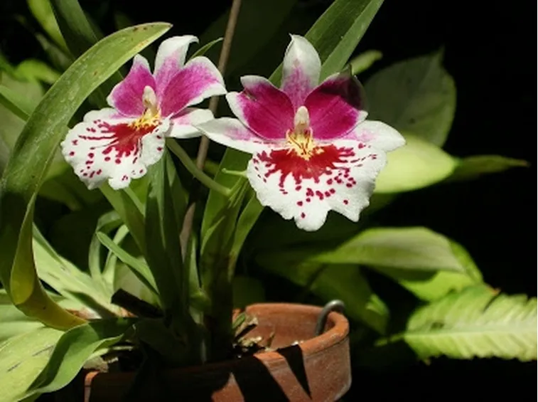 coltivazione orchidee-4