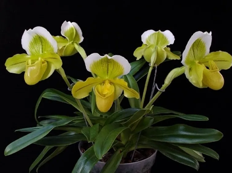 coltivazione orchidee-1