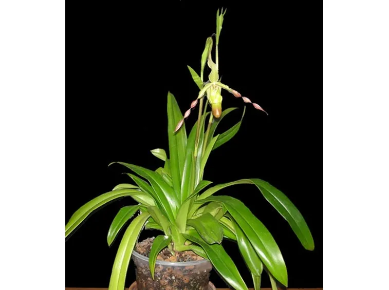 coltivazione orchidee-2