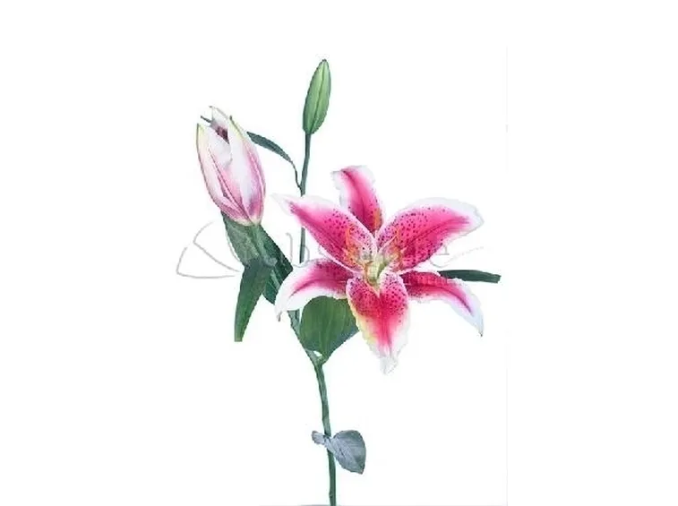 Cura dei Fiori