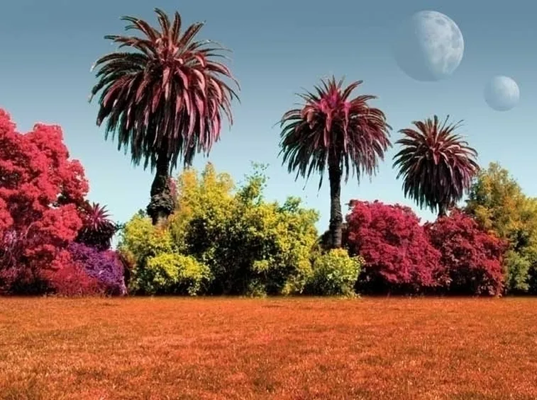 Regalare Fiori