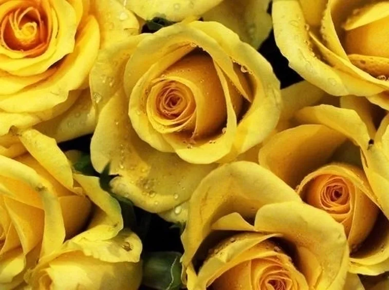 inviare fiori