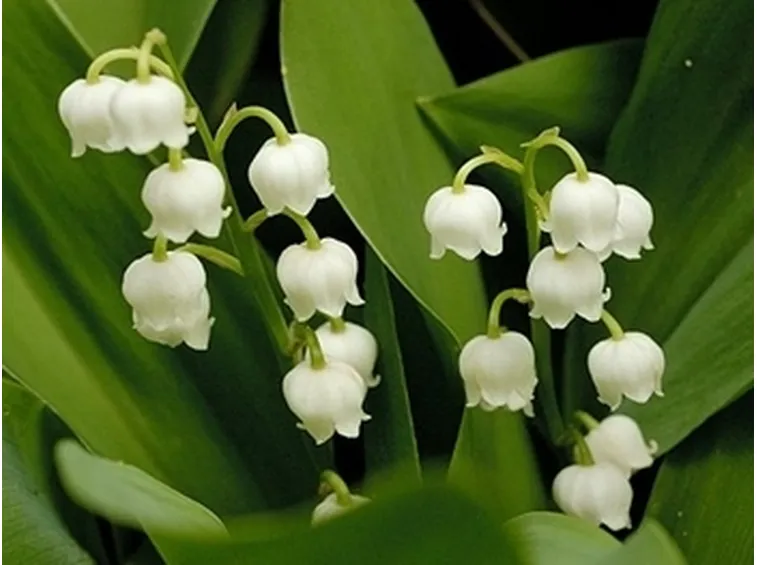 consegna fiori-13