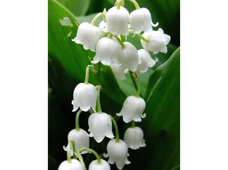spedire fiori-8