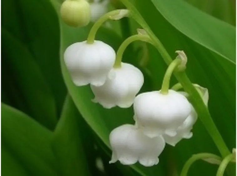 fiori online