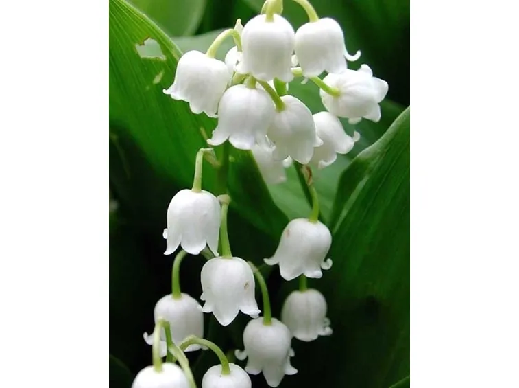 spedire fiori-12