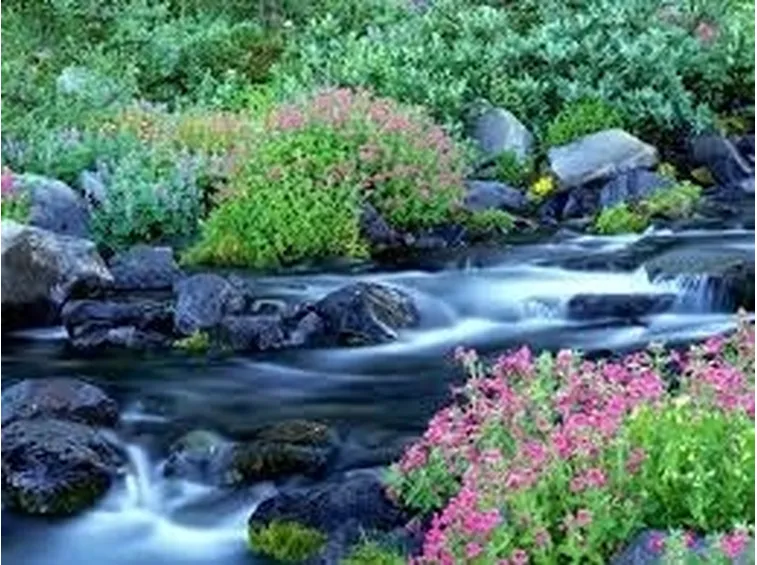 inviare fiori-8