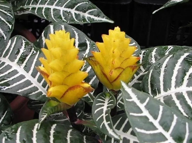 inviare fiori-10