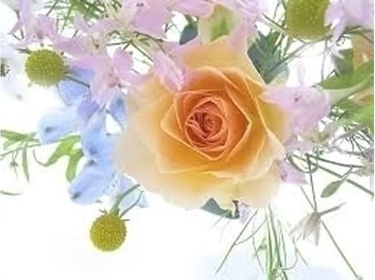 Regalare Fiori-5