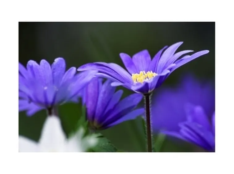 Cura dei Fiori-4