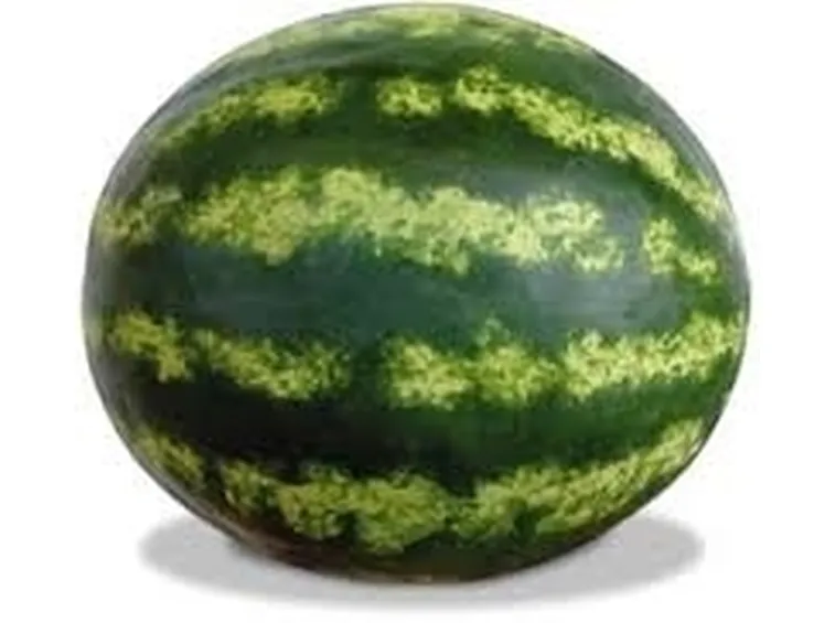Cucurbitacee-4