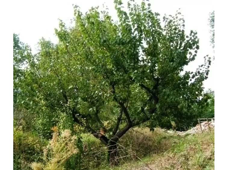 ALBERI DA FIORE: IL MELO