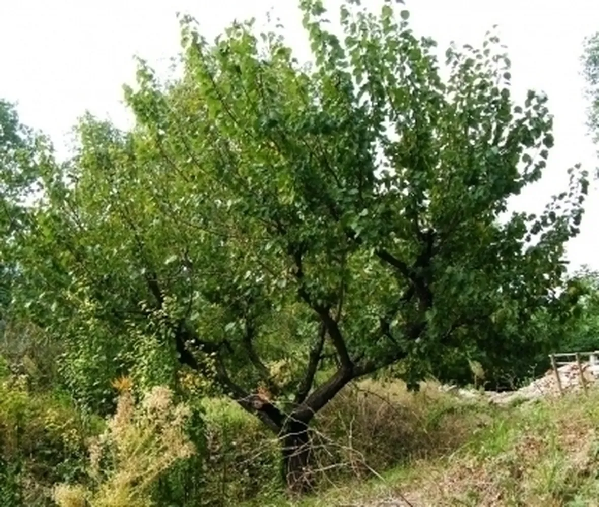 ALBERI DA FIORE: IL MELO