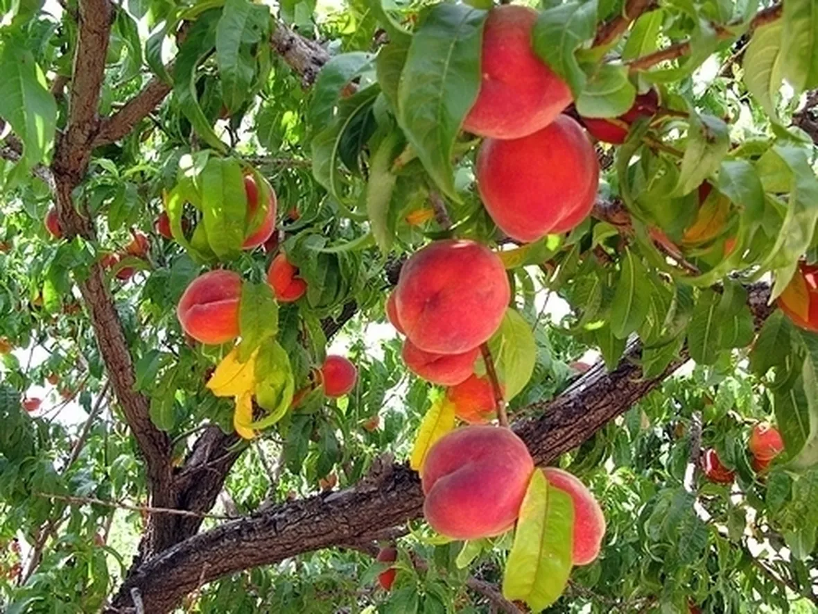 ALBERI DA FIORE : IL PESCO