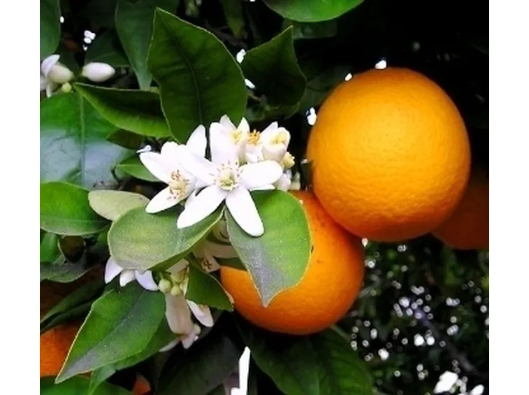 Arancio-20