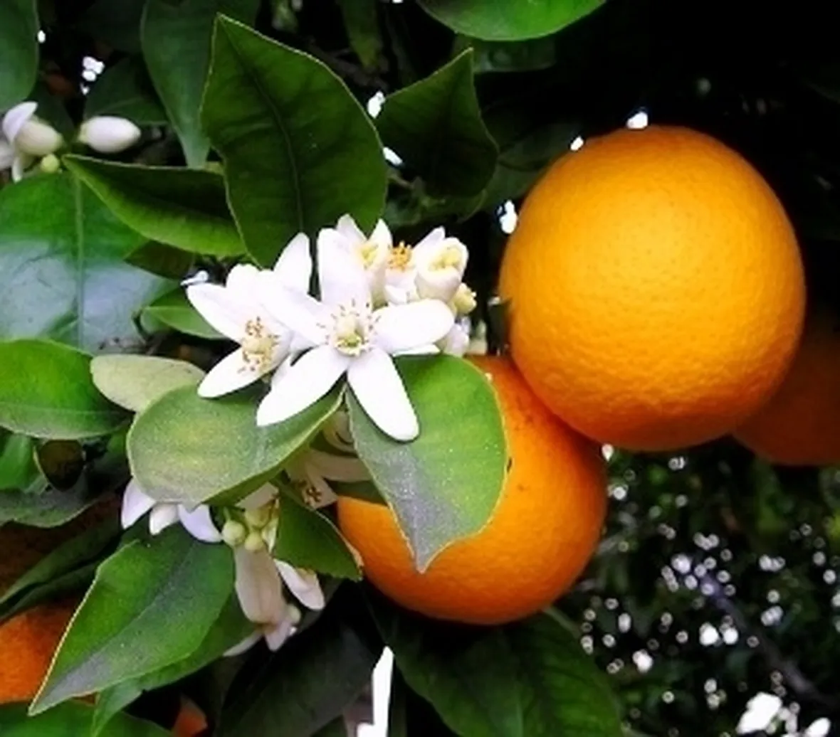 Arancio-20