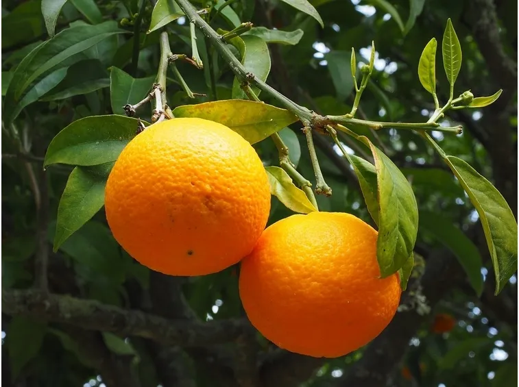 Arancio amaro