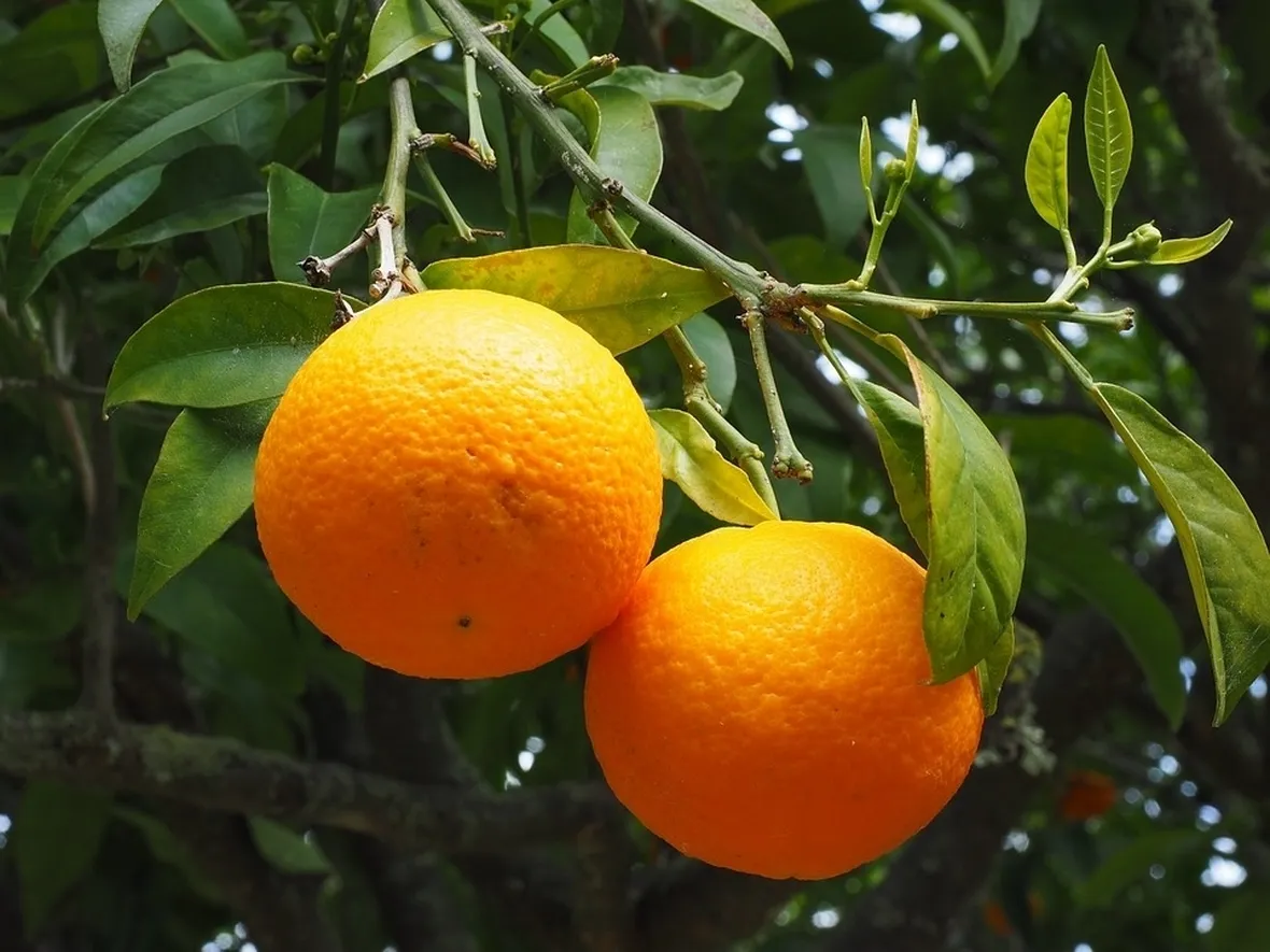 Arancio amaro