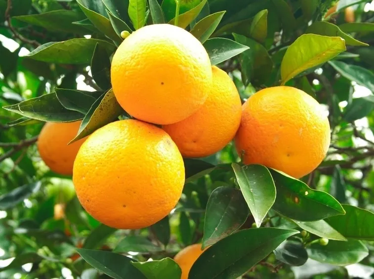 Arancio