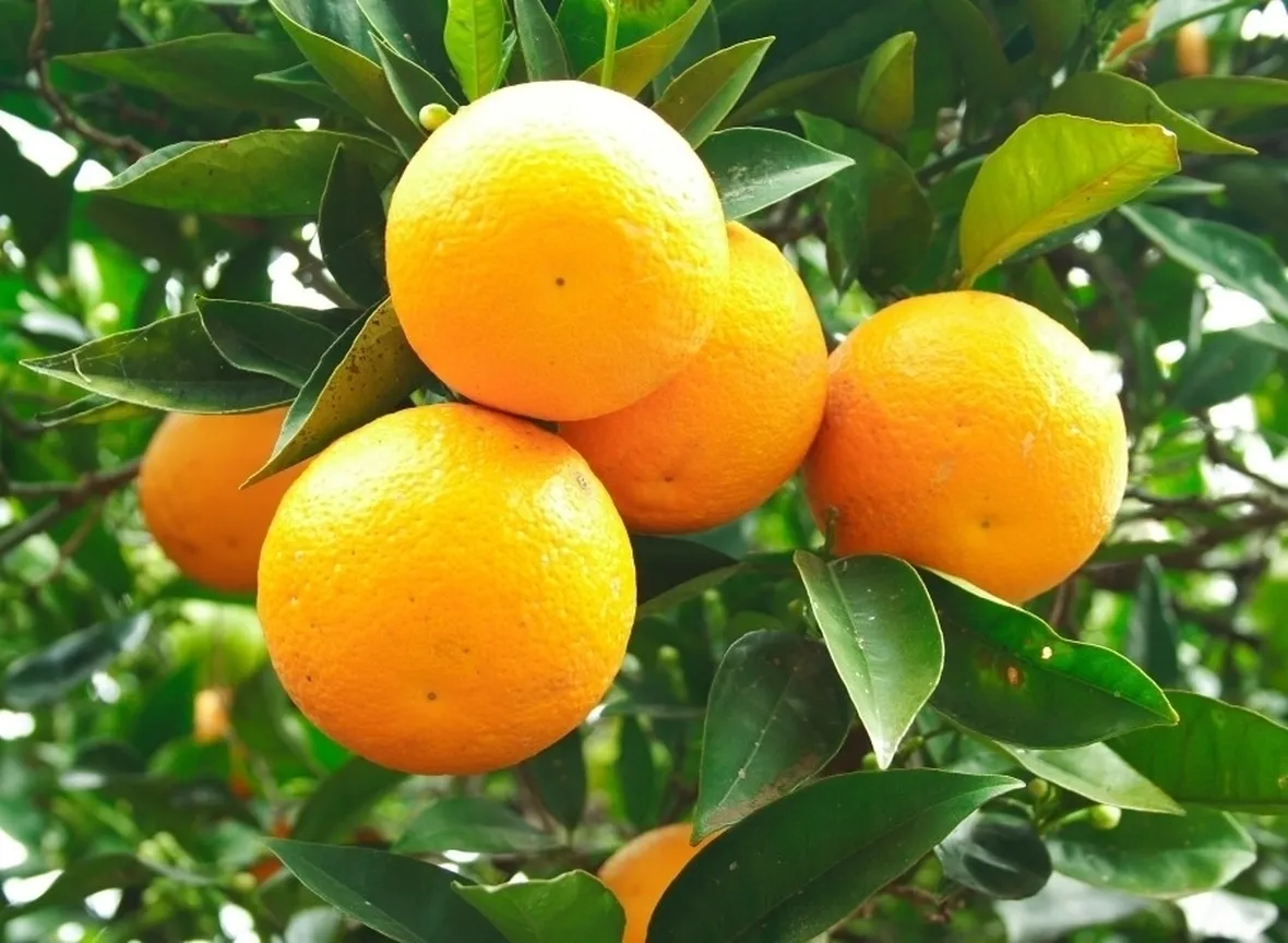 Arancio
