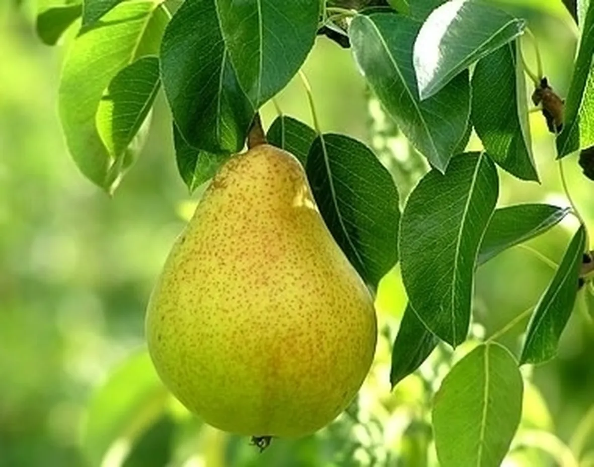 Cappero