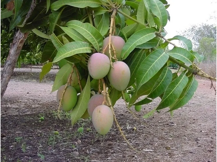 Capsule di Mango Africano