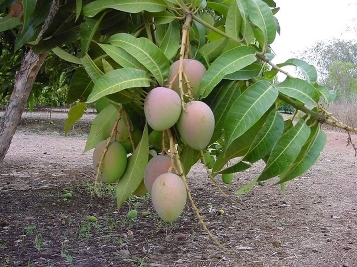 Capsule di Mango Africano