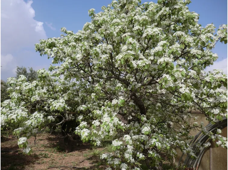 Caratteristiche della pianta di peperoncino