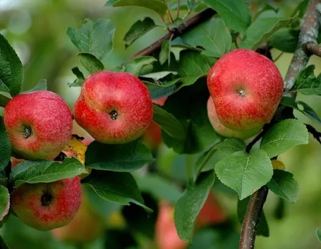 Caratteristiche e proprietà nutritive del melone