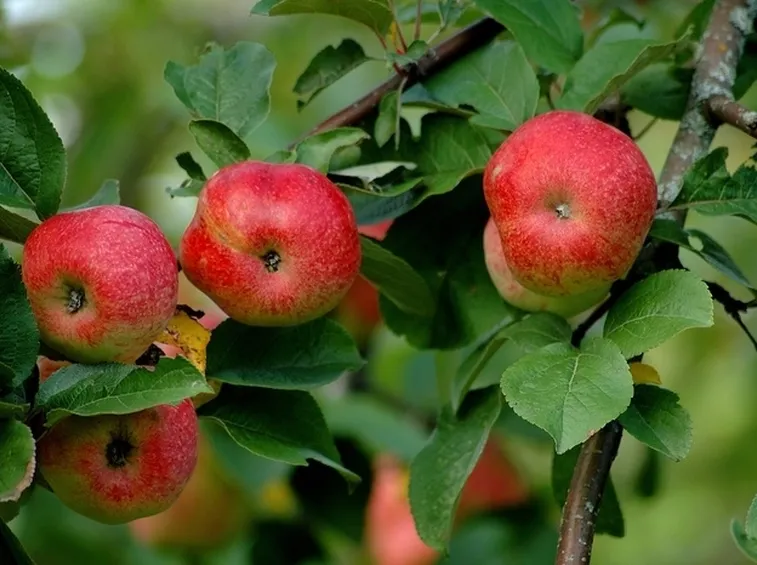 Caratteristiche e proprietà nutritive del melone