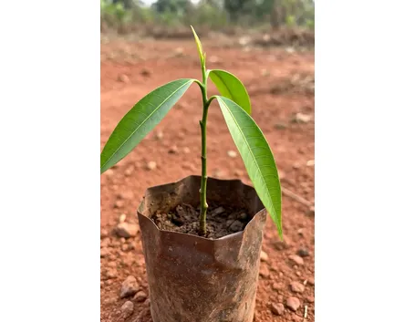 Carpocapsa