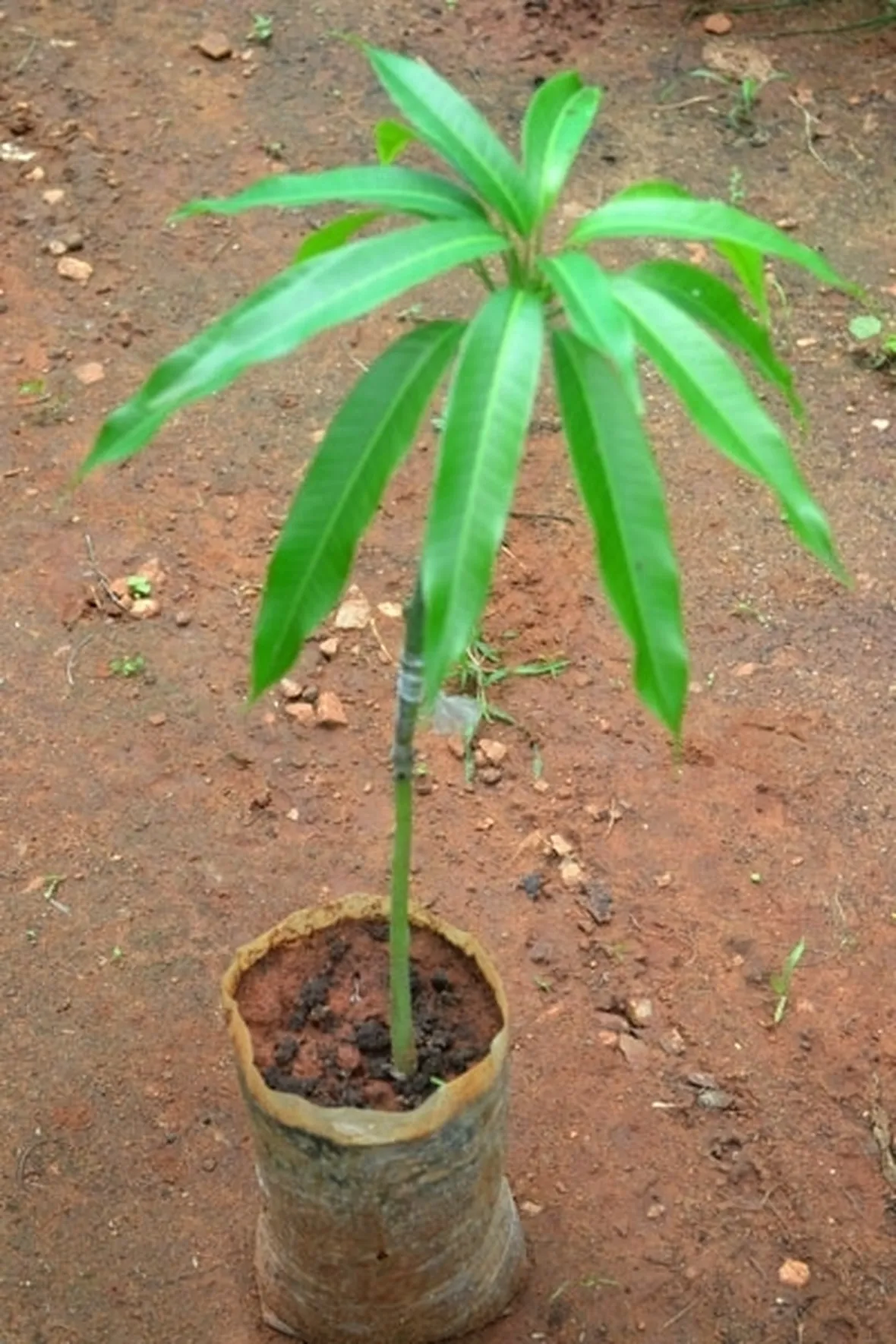 Carpocapsa