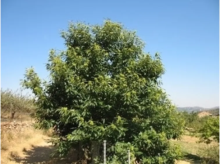 Castagno-13