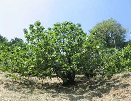 Castagno-14