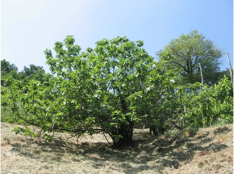 Castagno-14